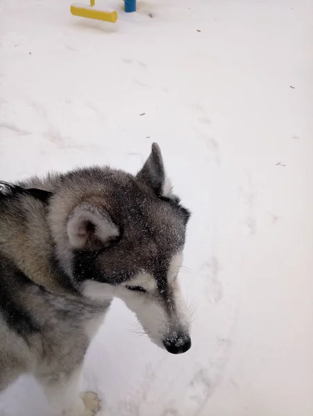 Husky-Hund läuft tagsüber im Schnee — Stockfoto