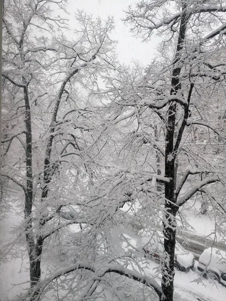 Träd i en park i snön — Stockfoto