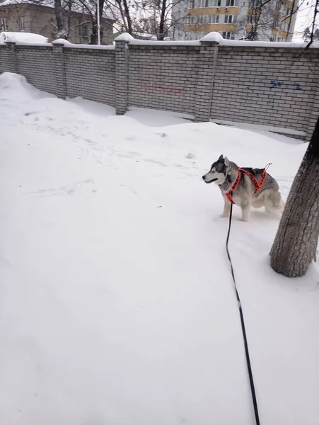 日中雪の中を走るハスキー犬 — ストック写真