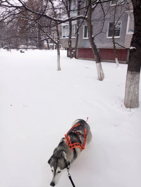 Husky pies działa w śniegu w dzień — Zdjęcie stockowe