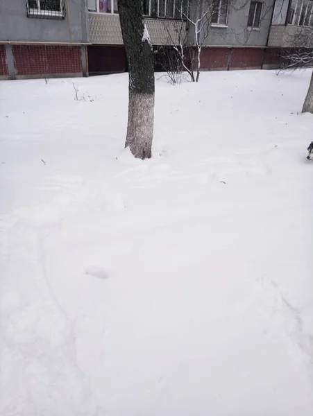 Cane muscoloso che corre nella neve di giorno — Foto Stock