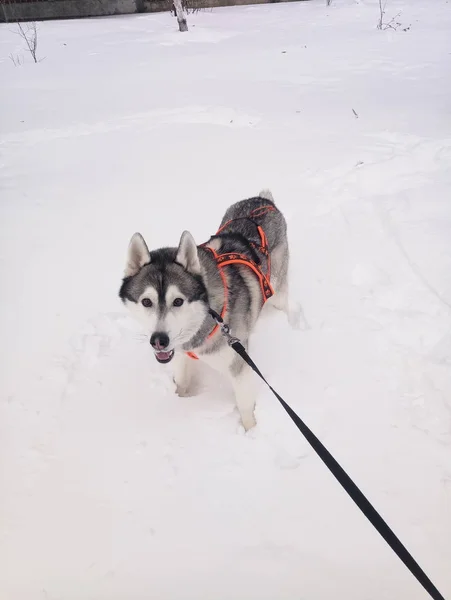 Husky pies działa w śniegu w dzień — Zdjęcie stockowe