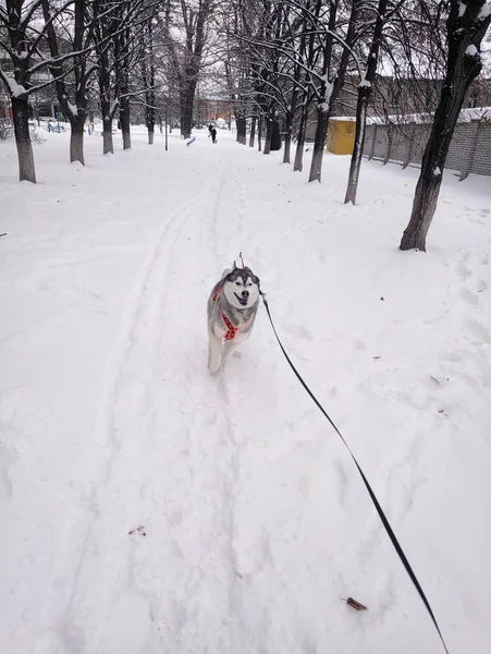 Cane muscoloso che corre nella neve di giorno — Foto Stock