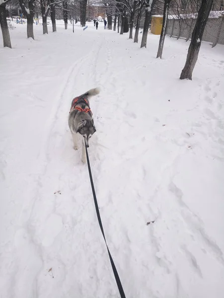 Husky perro corriendo en la nieve por el día —  Fotos de Stock