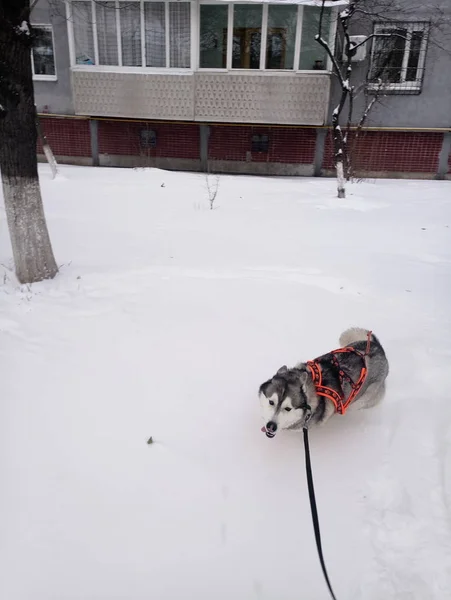 Husky dog running in the snow by day — Stock Photo, Image