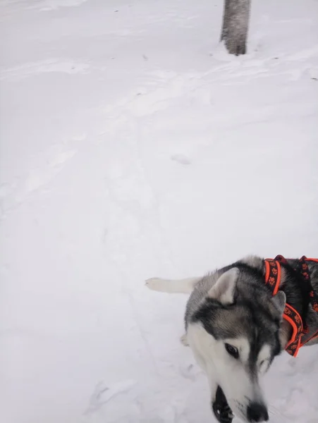 Husky hond die overdag in de sneeuw loopt — Stockfoto