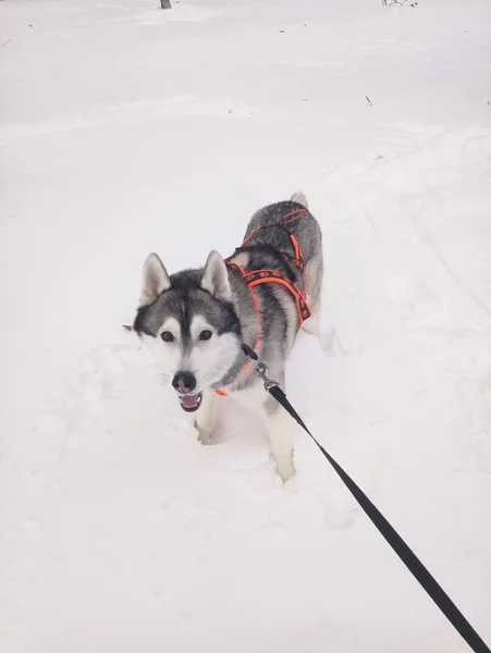 Husky pies działa w śniegu w dzień — Zdjęcie stockowe