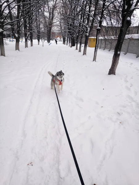 赫斯基狗白天在雪地里奔跑 — 图库照片