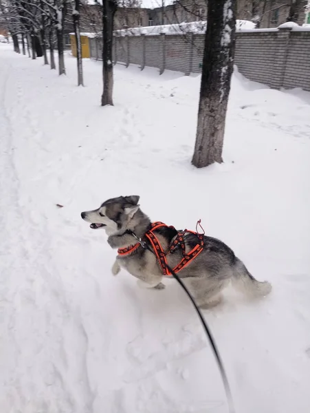 Husky perro corriendo en la nieve por el día —  Fotos de Stock