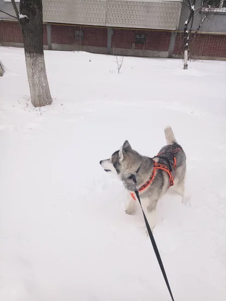 Husky pies działa w śniegu w dzień — Zdjęcie stockowe