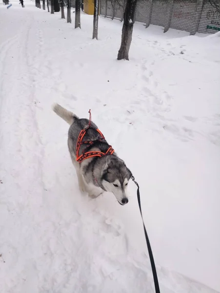 赫斯基狗白天在雪地里奔跑 — 图库照片