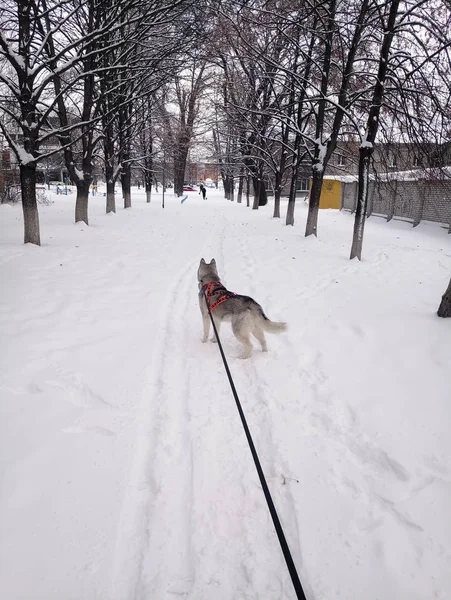 Husky cão correndo na neve de dia — Fotografia de Stock