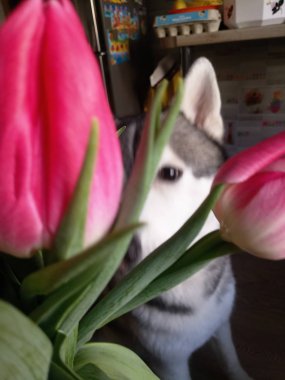 Mutfakta pembe lale ile Husky köpek