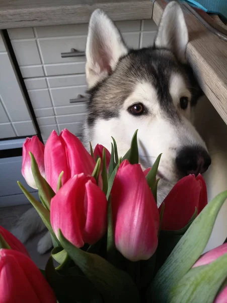 Cão Husky com tulipas rosa na cozinha — Fotografia de Stock