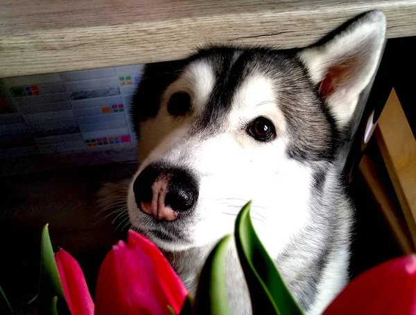 Husky kutya rózsaszín tulipánok a konyhában — Stock Fotó