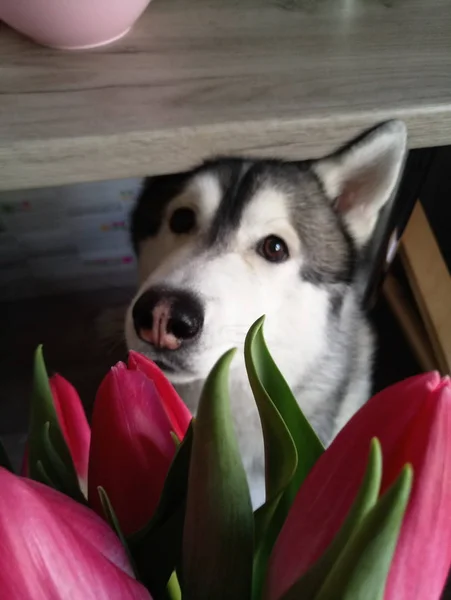 Chien Husky avec tulipes roses dans la cuisine — Photo