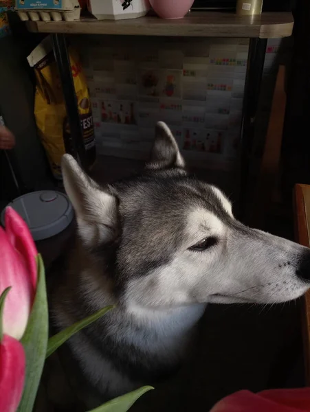 台所でピンクのチューリップを持つハスキー犬 — ストック写真