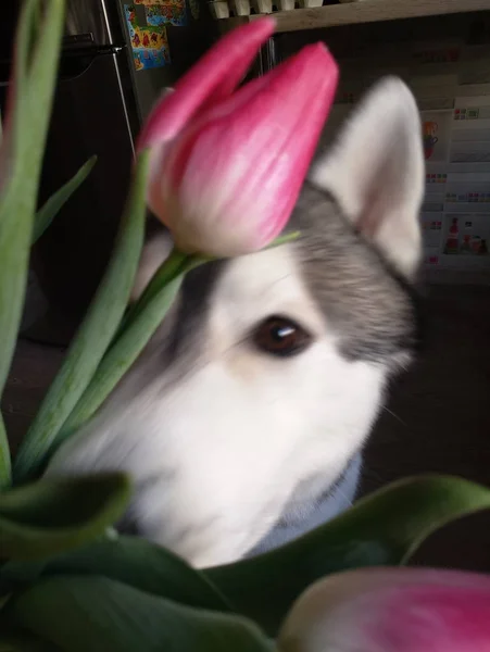 Husky anjing dengan tulip merah muda di dapur — Stok Foto