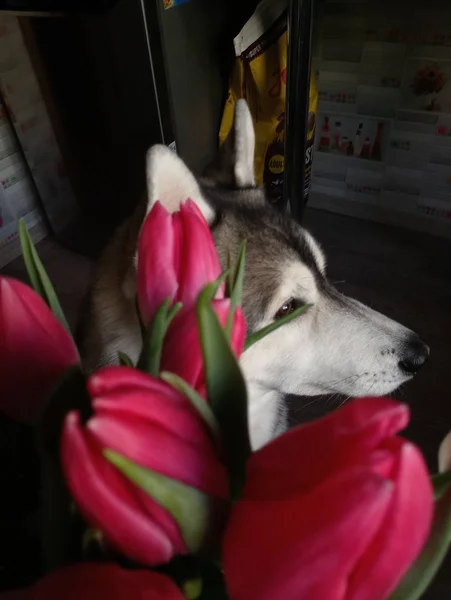 Cão Husky com tulipas rosa na cozinha — Fotografia de Stock