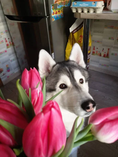 台所でピンクのチューリップを持つハスキー犬 — ストック写真
