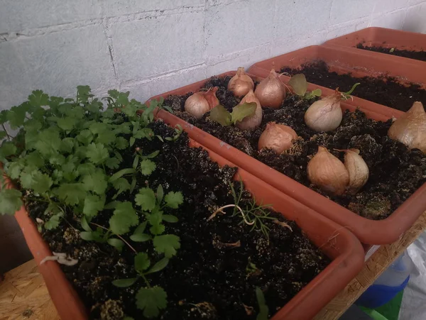 Plantas crecen en el balcón cebollas y perejil —  Fotos de Stock