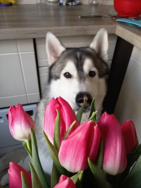 Chien Husky avec tulipes roses dans la cuisine — Photo