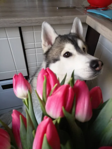 Cão Husky com tulipas rosa na cozinha — Fotografia de Stock