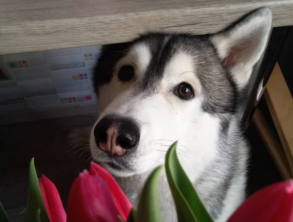Husky kutya rózsaszín tulipánok a konyhában — Stock Fotó