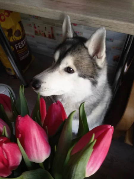 Cão Husky com tulipas rosa na cozinha — Fotografia de Stock