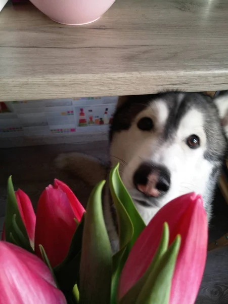 Husky hond met roze tulpen in de keuken — Stockfoto