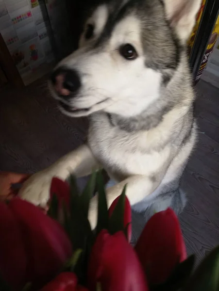 Husky perro con tulipanes rosados en la cocina —  Fotos de Stock