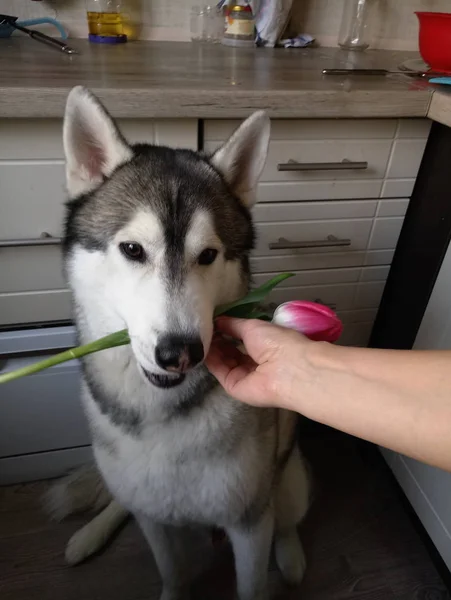 台所でピンクのチューリップを持つハスキー犬 — ストック写真