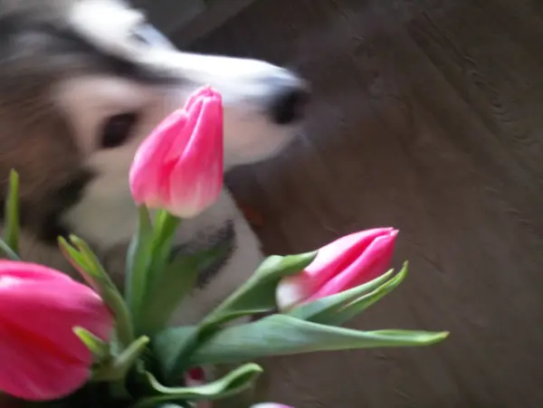 Cão Husky com tulipas rosa na cozinha — Fotografia de Stock