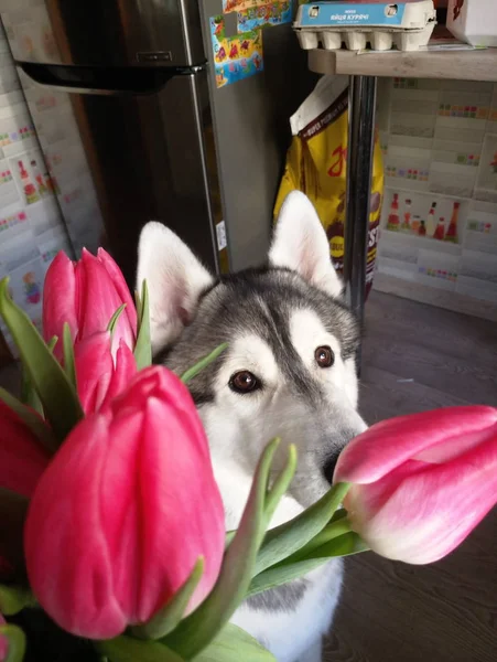 Cão Husky com tulipas rosa na cozinha — Fotografia de Stock