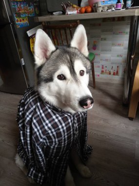 odada bir ekose gömlek köpek husky