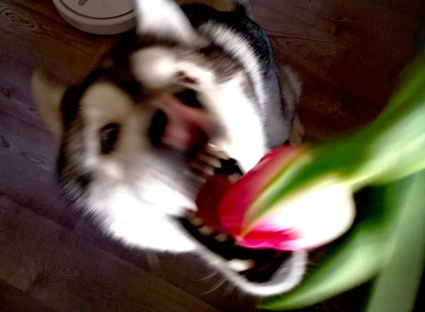 Husky perro con tulipanes rosados en la cocina —  Fotos de Stock