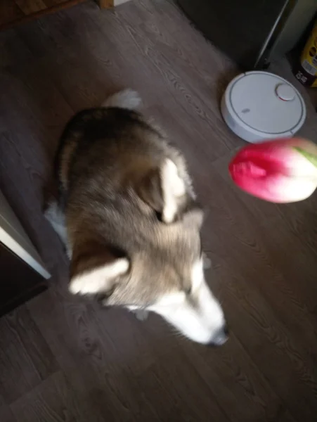 Husky perro con tulipanes rosados en la cocina — Foto de Stock