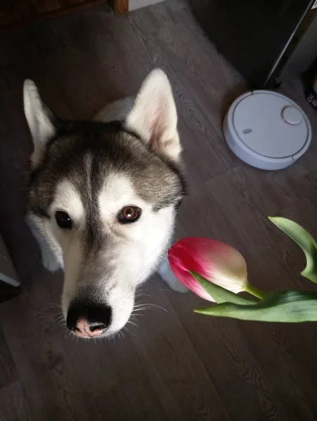 Cão Husky com tulipas rosa na cozinha — Fotografia de Stock