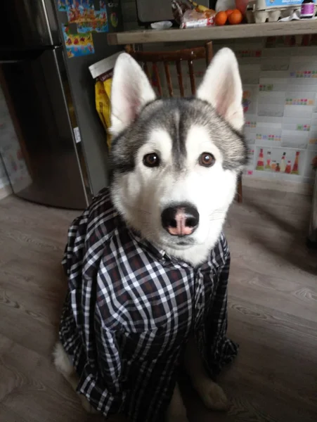 Собака Хаски в клетчатой рубашке в комнате — стоковое фото
