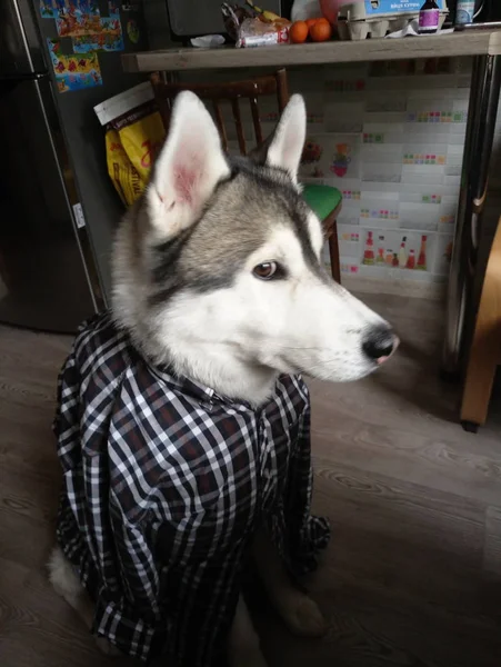 Собака Хаски в клетчатой рубашке в комнате — стоковое фото