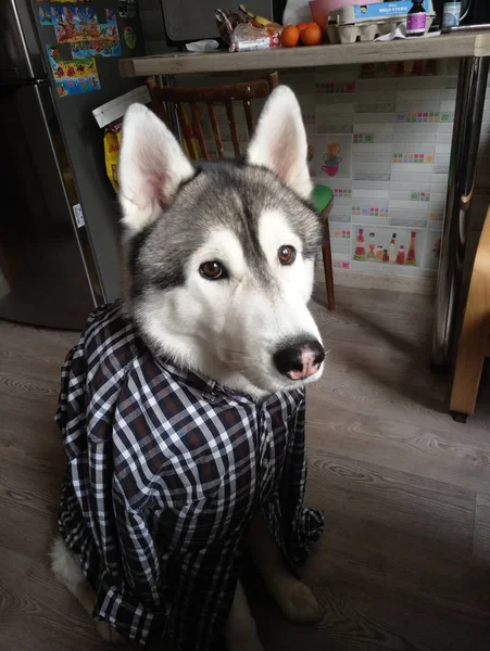 Perro husky en una camisa a cuadros en la habitación —  Fotos de Stock