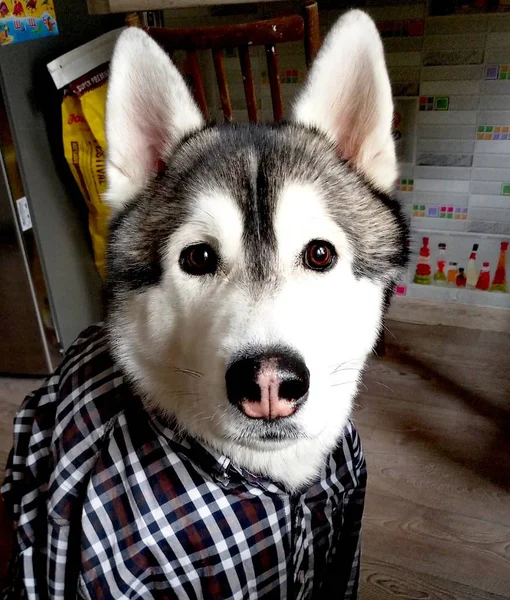 Hund Husky i en pläd skjorta i rummet — Stockfoto