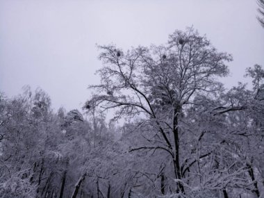 öğleden sonra karla kaplı sokaklar ve ağaçlar