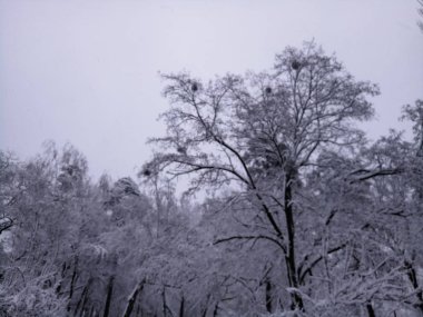 öğleden sonra karla kaplı sokaklar ve ağaçlar
