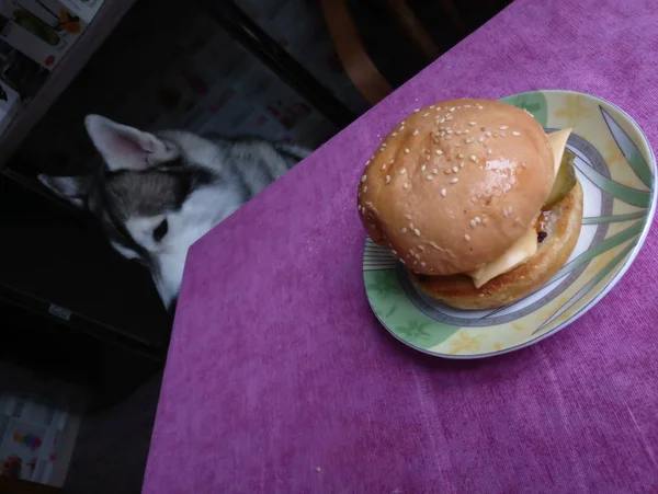 Beyaz ekmek ile mutfak masasında burger — Stok fotoğraf