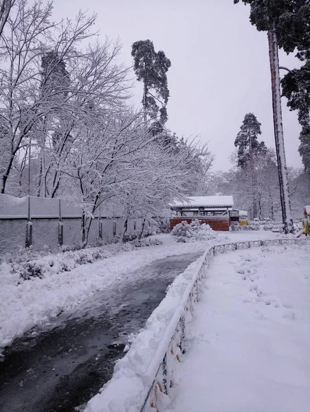 Ruas cobertas de neve e árvores à tarde — Fotografia de Stock