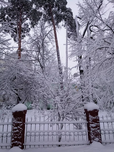 Calles cubiertas de nieve y árboles por la tarde —  Fotos de Stock