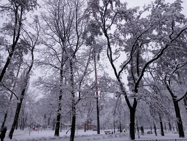 Snötäckta gator och träd på eftermiddagen — Stockfoto