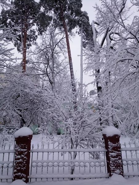 오후에 눈 덮인 거리와 나무 — 스톡 사진