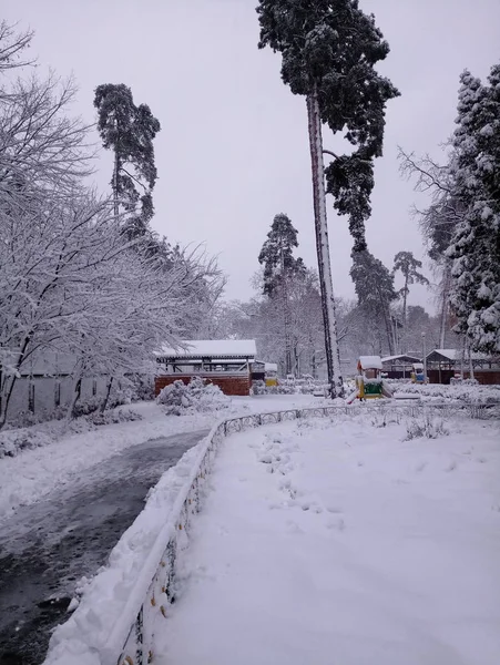 Ruas cobertas de neve e árvores à tarde — Fotografia de Stock